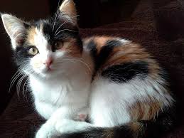We have more photos of very cute calico kittens. Hd Wallpaper Closeup Photo Of Calico Cat Pet Domestic Cat Cute Cat Kitten Wallpaper Flare