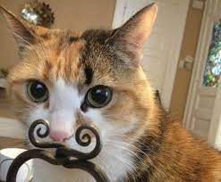 indubitably lustige katzenbilder witzige katzenfotos seltsame katzen