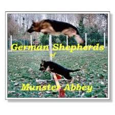 Five males and two females. German Shepherds Of Munster Abbey German Shepherd Dog Breeder In Minot Maine