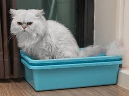 Place them in areas that are easy to get to while offering privacy. Best And Worst Spots For Your Cat S Litter Box Petmd