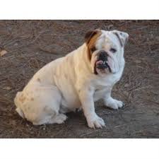Great temperament and excellent pedigrees we have a lovely (two)female and (one)male english bulldog puppies available ready for good home.they have been raised in a home with so. Carolina Elite Bulldogs English Bulldog Breeder In Smithfield North Carolina
