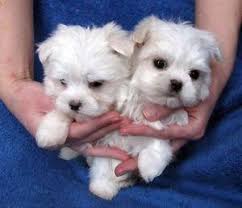 Maybe you would like to learn more about one of these? Well Socialized Teacup Maltese Puppies For Sale In Amarillo Texas Classified Americanlisted Com