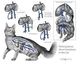 Feline Portosystemic Shunt Sawchyn Medical Illustration Cat Anatomy Medical Illustration Cute Cats And Kittens