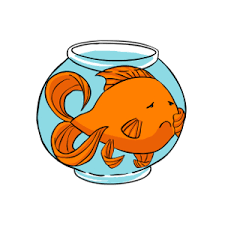 How Big Do Goldfish Get Whats The Average For Different Types