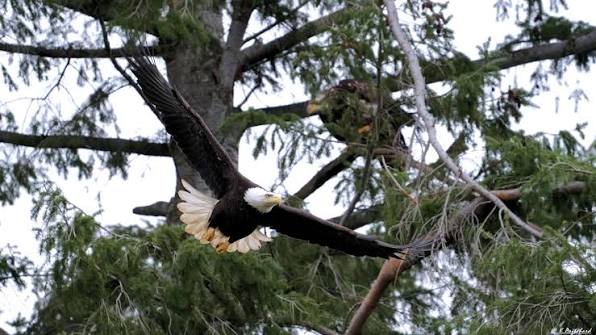 Bald Eagle - King of the sky The K-Team