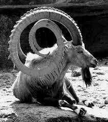 Where Do Shofars Come From From The First Animal That God Provided Abraham To Sacrifice Unusual Animals Animals Animals Beautiful