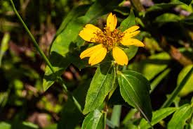 Image result for Aspilia pluriseta