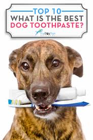 best dog toothpaste huge test review