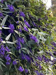Image result for Hardenbergia