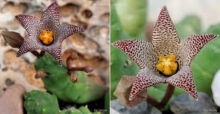 Image result for Pycreus permutatus