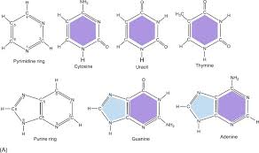 The nitrogen bases are adenine guanine cytosine and thymine. Which Pair Of Nitrogenous Bases Will Form A Bond In A Dna Molecule Structure And Function Of Dna Microbiology So Each Dna Molecule Is Made Up Of Two Strands And