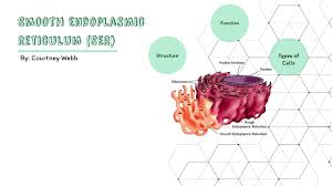 Outer wall of the animal cell, and behind the cell wall in a plant cell. Smooth Endoplasmic Reticulum By Cat Cat On Prezi Next