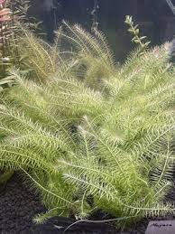 Image result for Mayaca