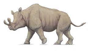 Probably had embolotherium probably similar to other modern brontotherien a robust body. Megacerops Dinopedia Fandom