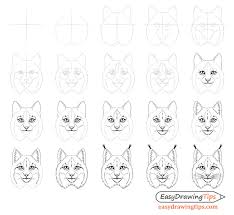 For a long time i've been wanting to do more and redo some of my different angles of a skull stock sets, particularly the open mouth one and whole new. How To Draw A Lynx Face Head Step By Step Easydrawingtips