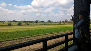 Sedikit video pemandangan sawah padi yang sedang tumbuh subur menunggu waktu untuk dituai. Hamparan Sawah Menghijau Picture Of Bale Padi Solo Tripadvisor