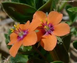 Image result for Anagallis kochii