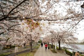 Check spelling or type a new query. Musim Semi Mekarnya Bunga Sakura Informasi Iklim Mode Pakaian Matcha Situs Wisata Jepang