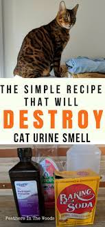 Mix together a homemade cleaning solution of 50 percent white vinegar and 50 percent cold water. Remove Cat Pee Smell Permanently Feathers In The Woods