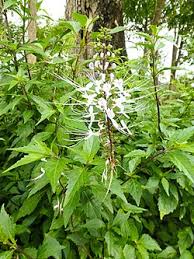 Image result for Syncolostemon elliottii
