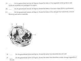 Animal cell anatomy diagram structure with all parts nucleus smooth rough endoplasmic reticulum cytoplasm golgi apparatus mitochondria membrane centrosome ribosome anatomical figure science. Solved 33 On The Generalized Animal Cell Figure Choose The Letter Of The Organelle Where Proteins And Lipids Are Modified And Packaged For Export Course Hero