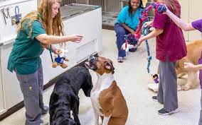 We did not find results for: How Much Are Dog Boarding Prices Near Me Paoli Vetcare