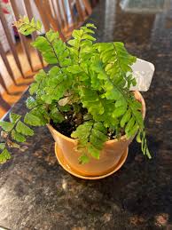 Hi, i recently got a new plant and really need care advice, i love it a lot and if it dies i will cry so please help me not kill it lol. I Bought This Fern Labeled As A Maiden Hair Fern And I Was Wondering If You Guys Agreed R Ferns