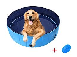Piscine Pour Chien Le Guide D Achat Pourquoi Comment Combien Piscine Advisor