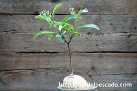 Image result for Raphionacme madiensis