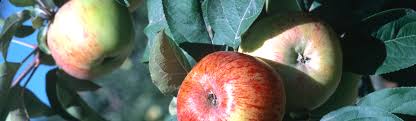 Sunday's killing of daunte wright is yet another senseless tragedy that tears at our hearts and reopens deep wounds. Apple Agriculture Pest Management Guidelines Uc Statewide Ipm Program Uc Ipm