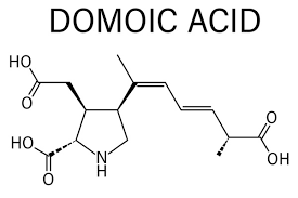 Image result for Amnesic Shellfish Poisoning