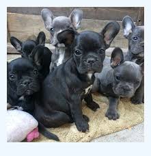 Hes a gorgeous blue tan with small white markings on the chest. French Bulldog Puppies Near Me Dog Breed