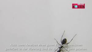 Besonders effektiv wirken flacher angelegte fallen, um fruchtfliegen mit essig und spülmittel loszuwerden. Ameisen Bekampfen Essig Hilft Chip