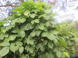 Image result for Dioscorea dumetorum