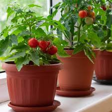 Plus it's much cheaper and better quality than buying those little clamshells from the grocery store. Grow Vegetables Indoors Easy Beginner S Guide