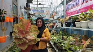 Temukan informasi jenis jenis penyu mulai nama latin atau ilmiah serta nama dalam bahasa inggris, ciri ciri, dan juga status konservasinya. Daftar Aglaonema Termahal Lengkap Dengan Harga Dan Ciri Cirinya