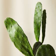 Their root system is very shallow, drinking up ephemeral rainwater. Cactus Care Guide Bloomscape