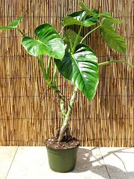 Philodendron Lehmannii Plant On Totem The Philodendron Guru Plants Philodendron Cool Plants
