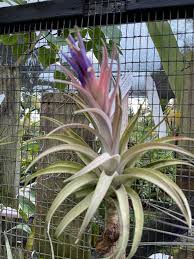 Image result for Thomandersia