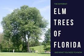 Serves hawthorne, ca best of 2021 25 years in business. Florida Elm Trees Anglin Brothers Tree Service Lakeland Fl