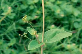 Image result for Boerhavia diffusa