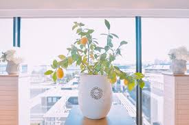 白い花瓶にしたことによってレモンの木が映えて素敵 レモンの木 レモン 木