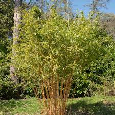 Image result for Justicia phyllostachys
