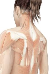 The anatomical areas found on the upper limb can serve as key landmarks to help us find important anatomical structures such as finding one of the superficial veins: Chronic Upper Back Pain