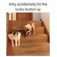 Pin By Mark Metzger On Happy Pet Lover S Videos Video Funny Animal Videos Funny Animals Funny Animal Pictures