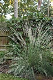 Dig Grow Compost Blog Garden Bloggers Bloom Day October Ornamental Grasses Garden Bloggers Xeriscape Landscaping