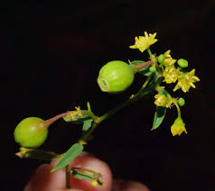 Image result for Helinus