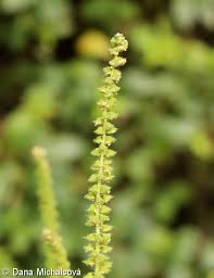 Afectează, însă, multe persoane cu vârsta cuprinsă între 20 și 50 de ani. Ambrosia Artemisiifolia Ambrozie Perenolista Pladias Database Of The Czech Flora And Vegetation