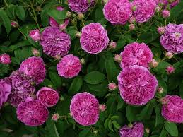 La rosa charles de mills , di cui ho già parlato qui, sta cominciando a fiorire: Classic Garden Elements Rosa Gallica Charles De Mills Kann Man Als Eine Ideale Historische Rose Fur Einsteiger Bezeichnen Sie Ist Sehr Winterhart Vertragt Sogar Halbschatten Auch Ein Trockener Sommer Ubersteht Sie