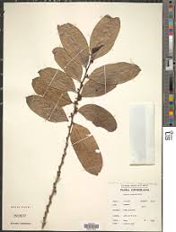 Image result for Casearia gladiiformis